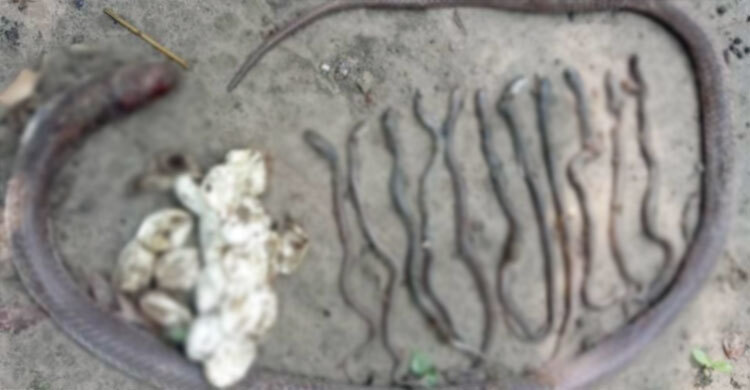 খড়ের গাদায় ১৪ গোখরা, পিটিয়ে মারলেন এলাকাবাসী