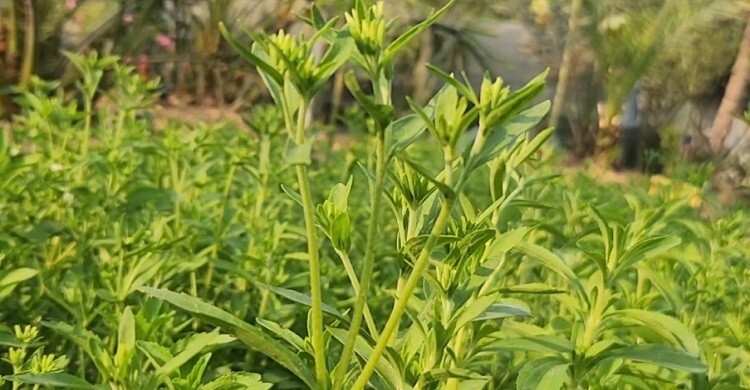 চিনির বিকল্প ‘স্টিভিয়া’, লাভজনক ফসলের নতুন দিগন্ত