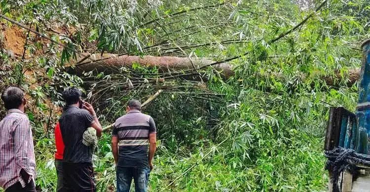 লাউয়াছড়া বনে ঝড়ে গাছ উপড়ে সড়ক বন্ধ, ৬ ঘণ্টা পর স্বাভাবিক