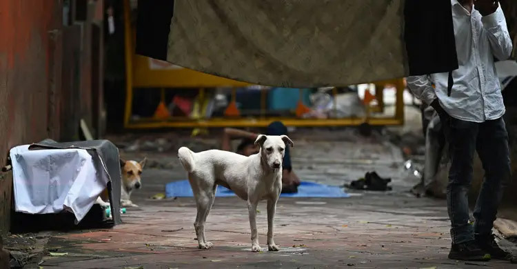 India probes killings of hundreds of stray dogs