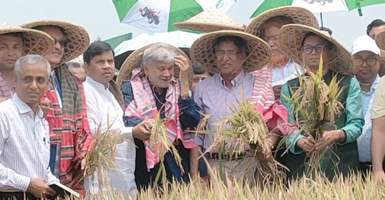 একসঙ্গে ধান কাটলেন তিন মন্ত্রী
