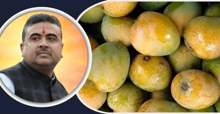 শুভেন্দু অধিকারীর জন্য ১০০ কেজি আম উপহার পাঠালো সরকার