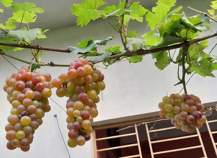 চাকরি ছেড়ে নার্সারি, ৬ মাসে আয় ১২ লাখ