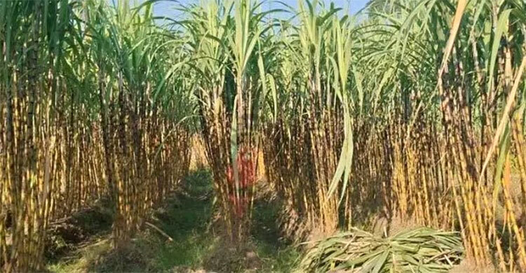 অর্ধেকে নেমে এসেছে রাজশাহী অঞ্চলে আখচাষ