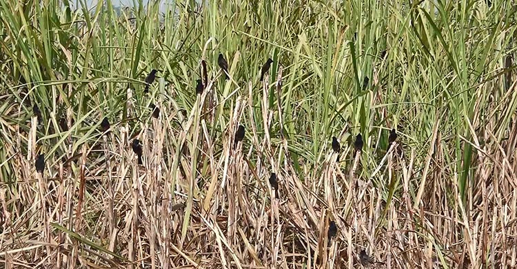 চাষিদের আশা দেখাচ্ছে আখের গুড়