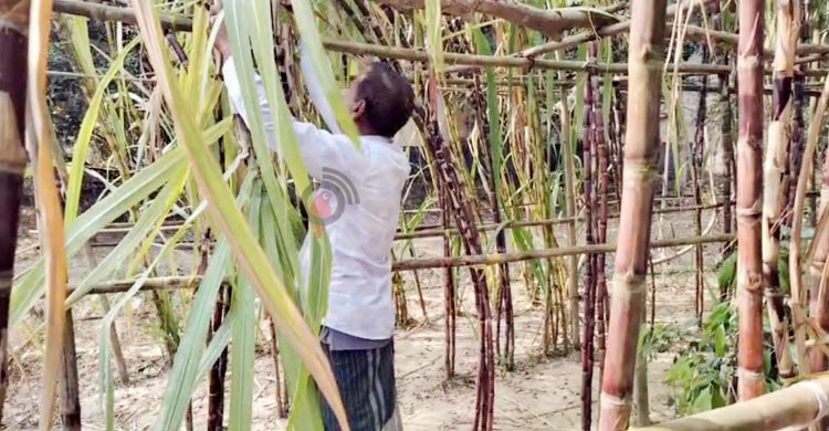 ফিলিপাইনের আখ চাষে সফল কালীগঞ্জের মাসুদ