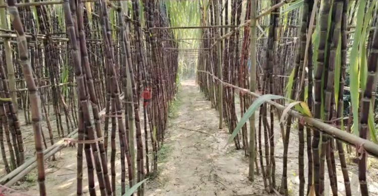 ফিলিপাইনের আখ চাষে সফল কালীগঞ্জের মাসুদ