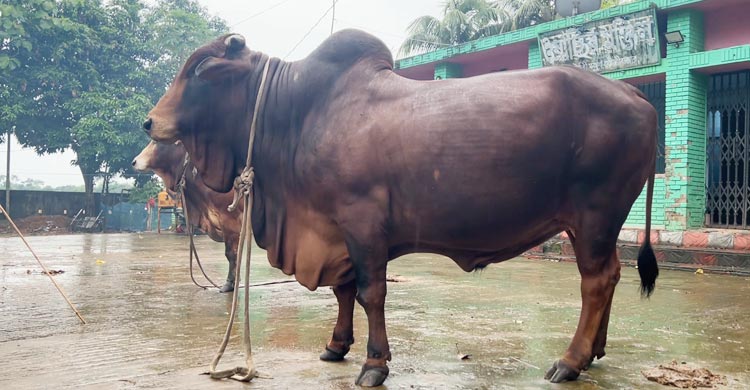 মৌলভীবাজারের কোরবানির হাটে আলোচনায় এসেছে বিশালাকৃতির দুই ষাঁড় ‌‘রাজকুমার’ এবং ‘রাজ সুলতান’