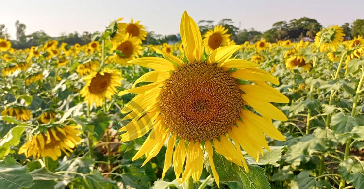 সূর্যমুখী ফুলে জাগছে আশা