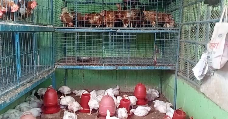 দুই সপ্তাহের ব্যবধানে কেজিতে ৭০ টাকা বেড়েছে মুরগির দাম