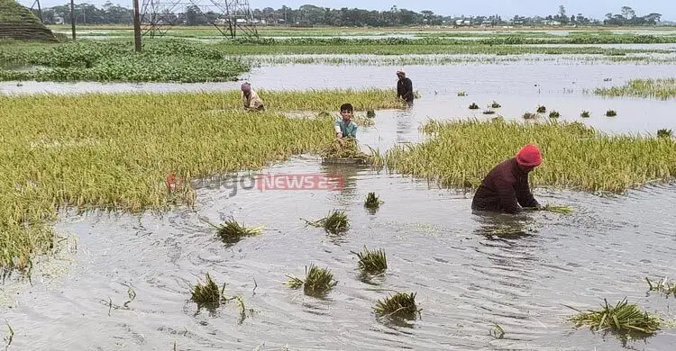 ধান হারিয়ে হাওরজুড়ে কৃষকের বোবাকান্না