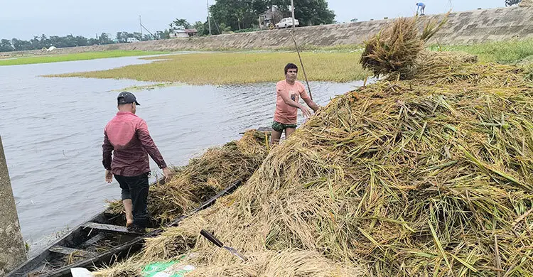 সুনামগঞ্জে আবার বৃষ্টি-বজ্রপাত, ধান নিয়ে দুর্ভোগে কৃষকরা