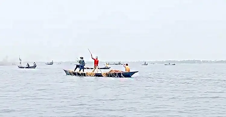 হাওরে পানি কমায় ভেসে ওঠা ধান কেটে নিয়ে গেলো দুবৃত্তরা