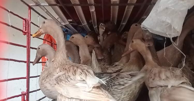 দুই সপ্তাহের ব্যবধানে কেজিতে ৭০ টাকা বেড়েছে মুরগির দাম