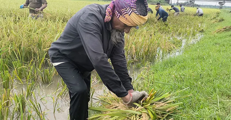 সুনামগঞ্জে আবার বৃষ্টি-বজ্রপাত, ধান নিয়ে দুর্ভোগে কৃষকরা