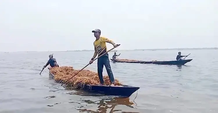 হাওরে পানি কমায় ভেসে ওঠা ধান কেটে নিয়ে গেলো চোর চক্র