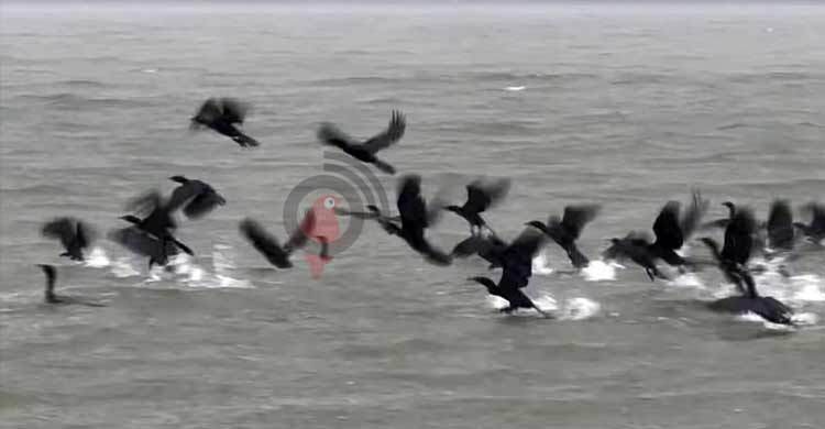 ১০ বছরে হাওরে পরিযায়ী পাখি কমেছে ৮৫ শতাংশ