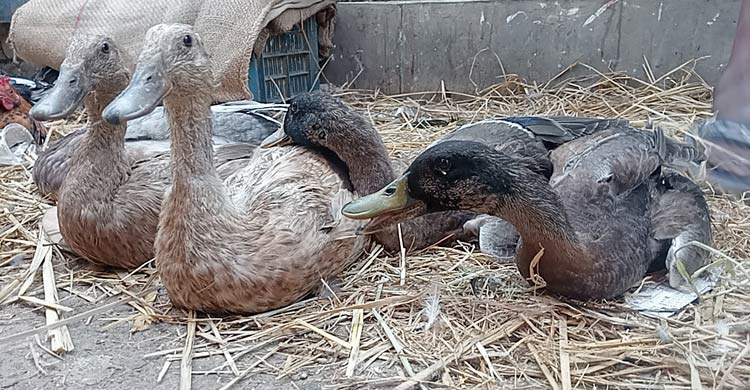 দুই সপ্তাহের ব্যবধানে কেজিতে ৭০ টাকা বেড়েছে মুরগির দাম