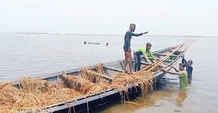 হাওরে পানি কমায় ভেসে ওঠা ধান কেটে নিয়ে গেলো চোর চক্র