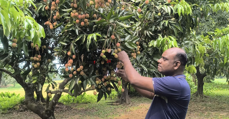 লিচুতে বদলে যাচ্ছে মানিকপুরের অর্থনীতি