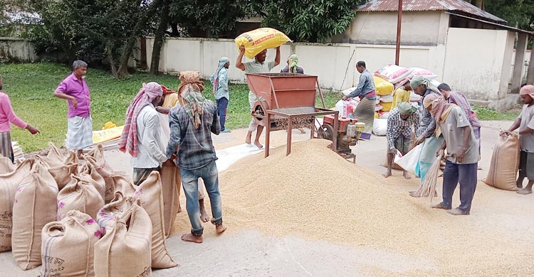 সুনামগঞ্জে ধান-চাল কেনা কার্যক্রম শুরু 