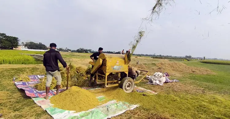 সুনামগঞ্জে আগাম বন্যার শঙ্কা, আধা-পাকা ধান নিয়েই ঘরে ফিরছেন কৃষক