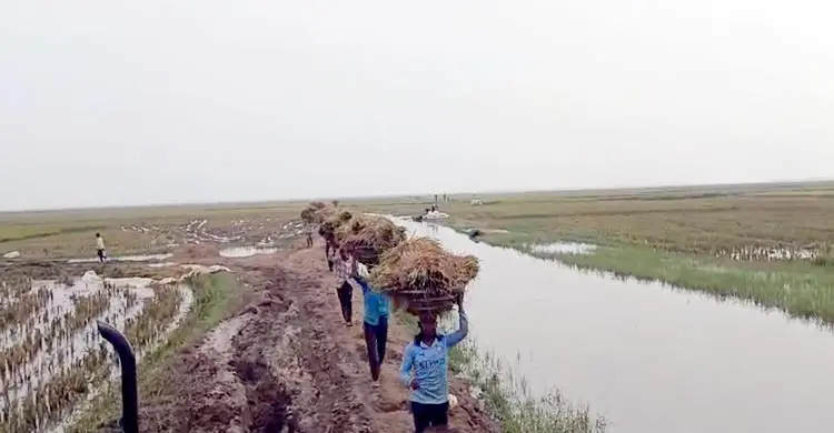 সুনামগঞ্জে আগাম বন্যার শঙ্কা, আধা-পাকা ধান নিয়েই ঘরে ফিরছেন কৃষক