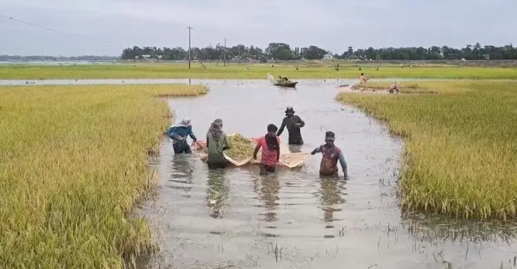অর্ধেক ধান পানির নিচে, বাকিটুকু তুলতে বাধা ‘আকাশছোঁয়া’ নৌকার দাম
