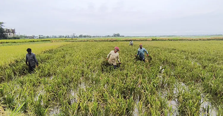 সুনামগঞ্জে প্রকৃত কৃষকরাই বাদ পড়ছে সরকারি সহায়তার তালিকা থেকে