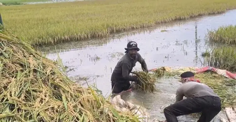 অর্ধেক ধান পানির নিচে, বাকিটুকু তুলতে বাধা ‘আকাশছোঁয়া’ নৌকার দাম