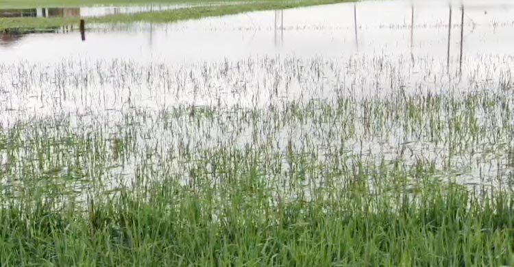 সুনামগঞ্জে শিলাবৃষ্টি-জলাবদ্ধতায় কৃষকের মাথায় হাত