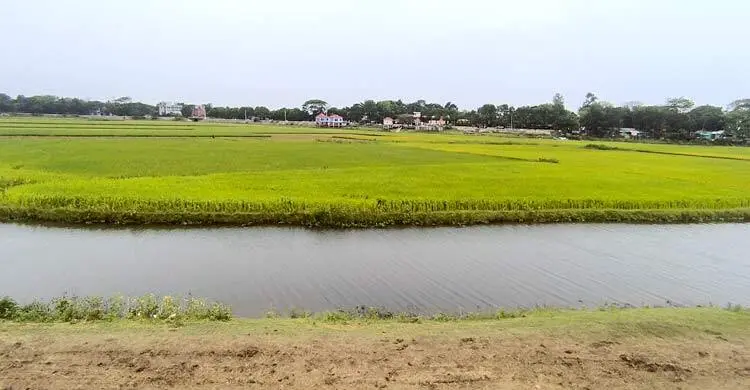 সুনামগঞ্জে বাড়ছে নদীর পানি, কৃষকদের দ্রুত ধান কাটার অনুরোধ