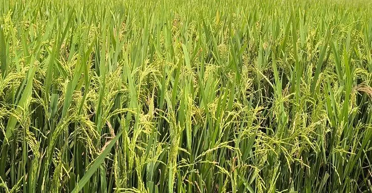 সুনামগঞ্জে আগাম বন্যার শঙ্কা, আধা-পাকা ধান নিয়েই ঘরে ফিরছেন কৃষক