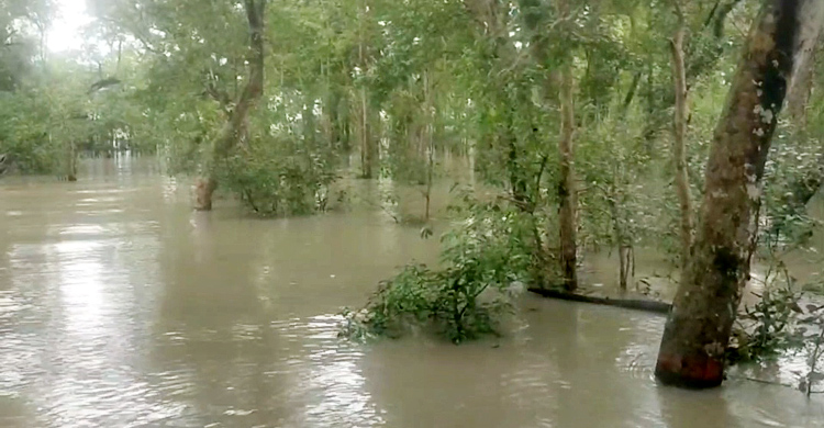 অস্বাভাবিক জোয়ারে তলিয়েছে পুরো সুন্দরবন