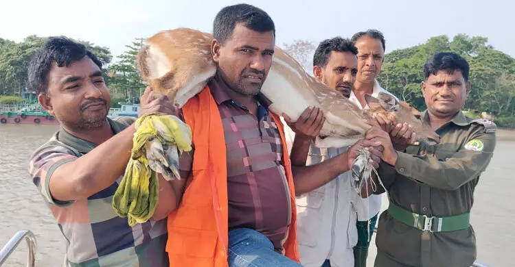 লোকালয়ে ঢুকে পড়া চিত্রা হরিণ উদ্ধার, সুন্দরবনে অবমুক্ত