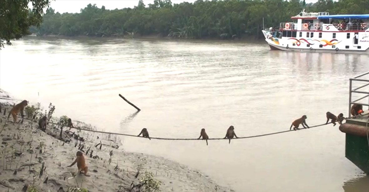 রাত পোহালেই খুলছে সুন্দরবনের দ্বার