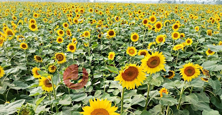 সূর্যমুখী চাষ