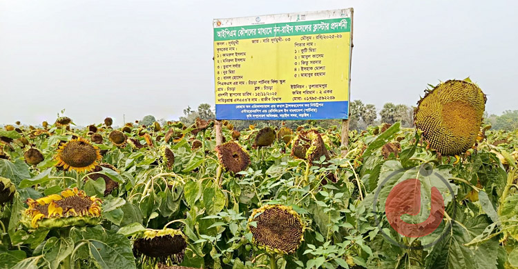 সূর্যমুখী চাষ