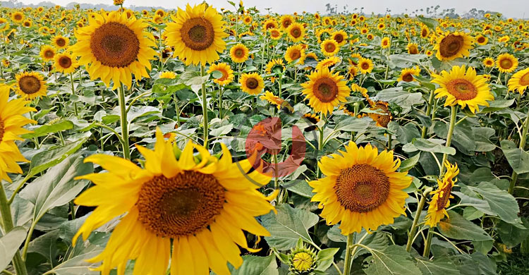 মাঠে হাসছে সূর্যমুখী