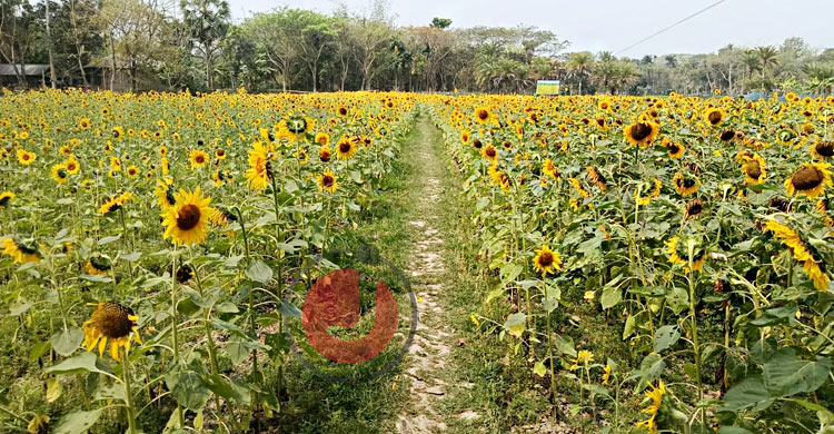 সূর্যমুখীর বিস্তীর্ণ ক্ষেত
