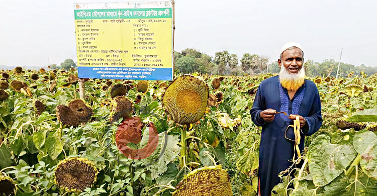 সূর্যমুখী চাষে খুশি কৃষক