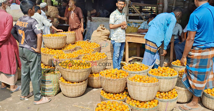 বাগেরহাটে সুপারির বাম্পার ফলন, দাম কমায় বিপাকে চাষিরা