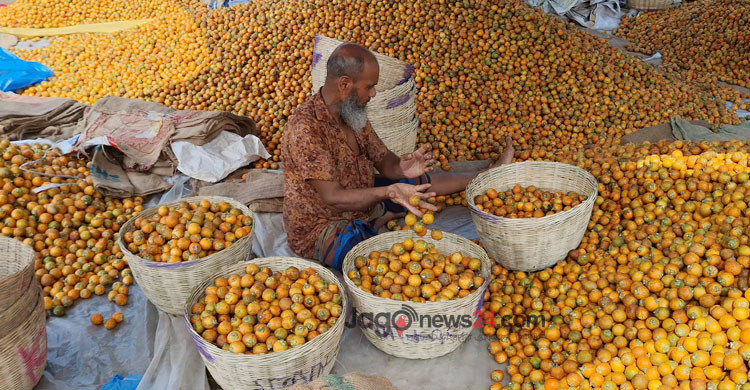 বাগেরহাটে সুপারির বাম্পার ফলন, দাম কমায় বিপাকে চাষিরা