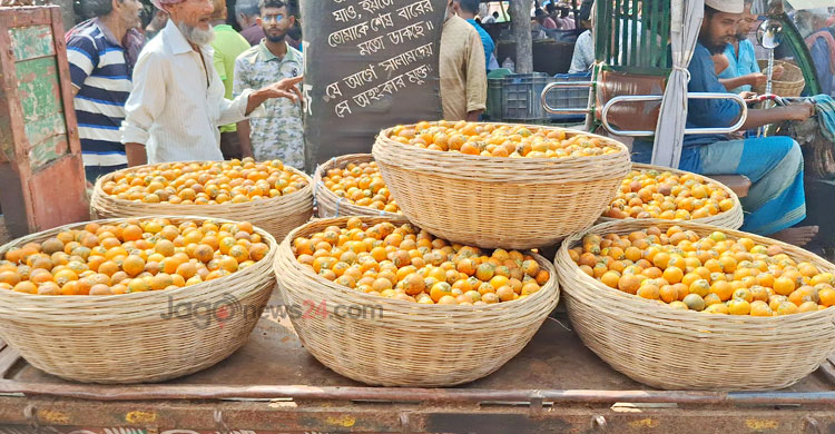 বাগেরহাটে সুপারির বাম্পার ফলন, দাম কমায় বিপাকে চাষিরা