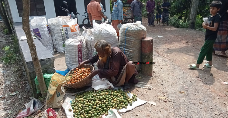 ঝালকাঠিতে সুপারির ভালো ফলনেও দামে আশাহত চাষিরা