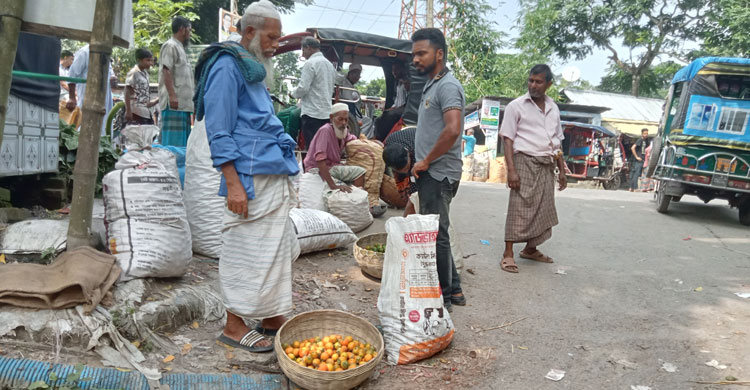 ঝালকাঠিতে সুপারির ভালো ফলনেও দামে আশাহত চাষিরা