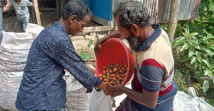 ঝালকাঠিতে সুপারির ভালো ফলনেও দামে আশাহত চাষিরা