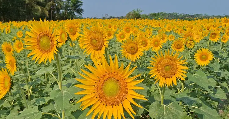বাগেরহাটে সূর্যমুখী চাষে ঝুঁকেছেন প্রায় ৪ হাজার কৃষক