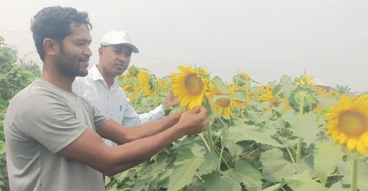 মিরসরাইয়ে বাড়ছে সূর্যমুখী চাষ, ভালো ফলনের আশা
