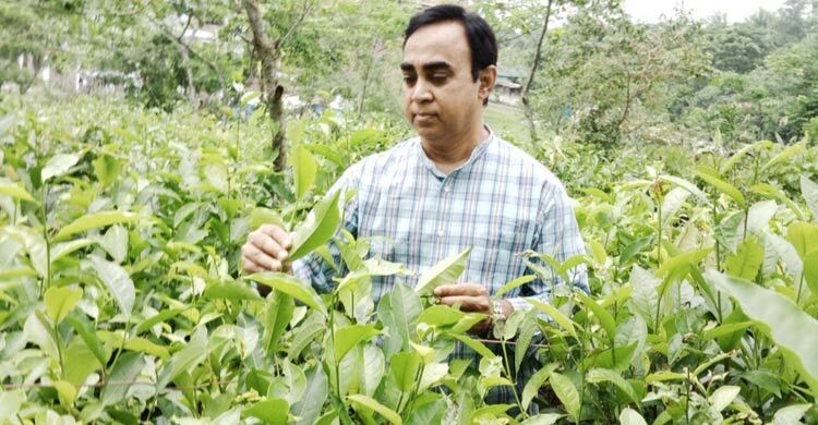 চা শিল্পে নতুন সম্ভাবনা তৈরি করছে শাবিপ্রবির এফইটি বিভাগ